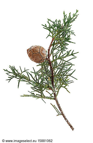 Pine branch on white background