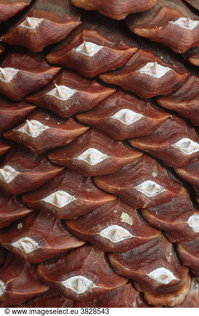 Pine cone detail  California  USA