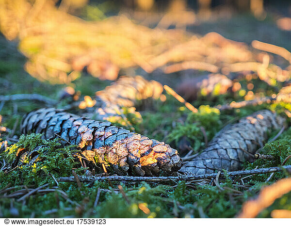 Pine cones lying on mossy forest floor
