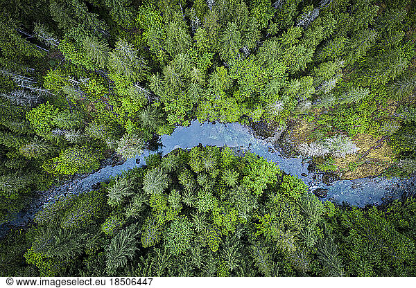 Pine forest and a river from above at Vancouver Island  Canada