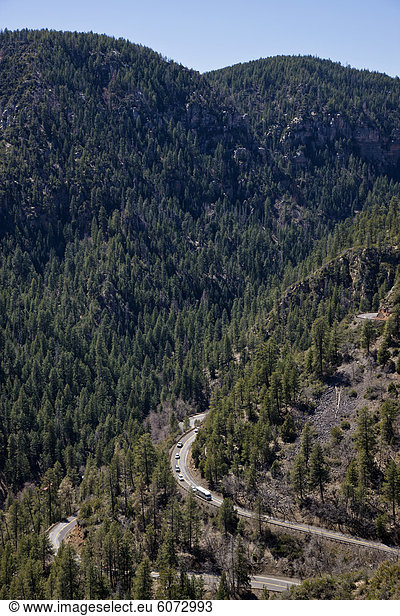 Pine-forest and country road  Oak Creek Canyon  Arizona  USA
