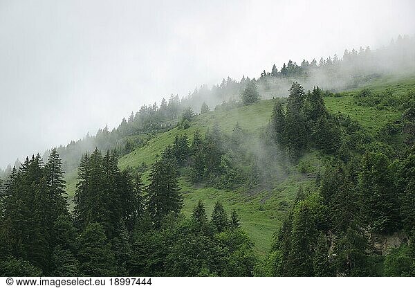 Pine forest and green meadow on a rainy summer day. Fog creating a mystic ambience