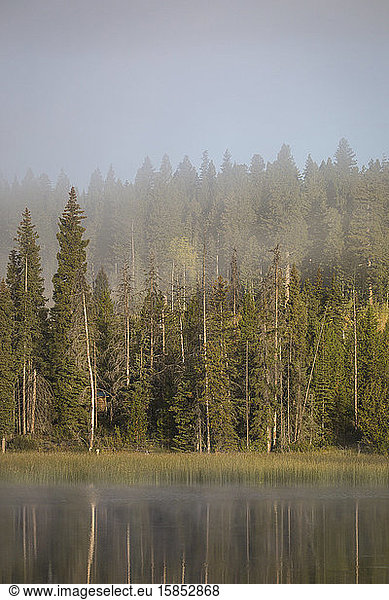 Pine forest is reflected in calm lake