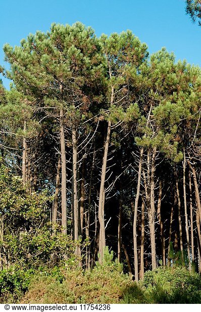 Pine forest  Porto do Son  La Coruna province  Region of Galicia  Spain  Europe.