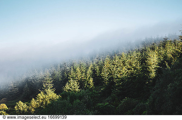 pine forest with fog above