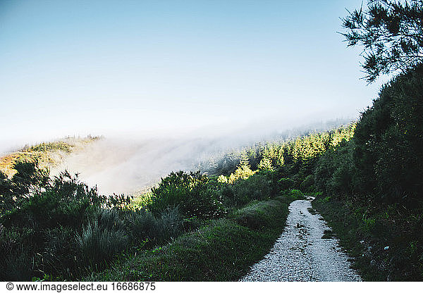 pine forest with fog above  crossing a stone path