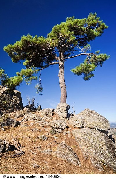 Pine in the Almenara hill Robledo de Chavela Madrid Spain