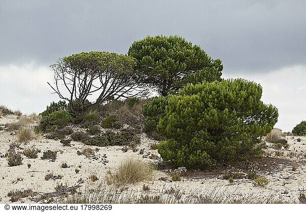 Pine  Italian Stone Pine  Mediterranean Pine  Umbrella Pine  Pine family  Stone pine trees grow in the sandy dunes of the Coto Donana  Spain  Europe