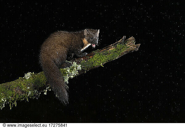 Pine marten (Martes martes) on moss covered branch at night