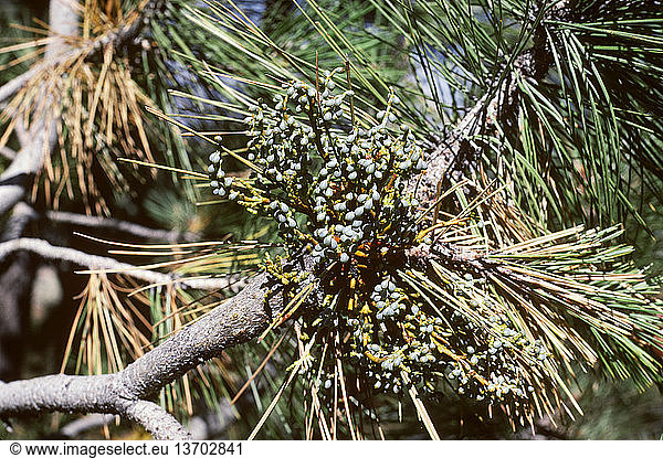 Pine Mistletoe (Arceuthobium campylopodum): Fruit. Loranthaceae. Mount Pinos  California. August 13  1978. This is a is a glabrous  dioecious perennial that parasitizes pine trees. ï¾ The stems are olive-green to yellow  somewhat angled at least when young  and around 1/8 wide at the base. The male plants are brownish  the female greenish. ï¾ The leaves are scale-like.