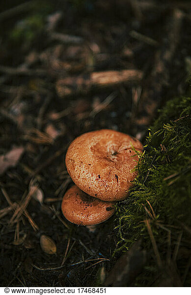 Pine mushrooms growing in forest