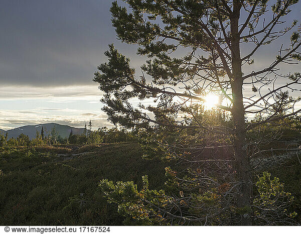 Pine tree against mountains at Jamatland  Sweden in sunlight