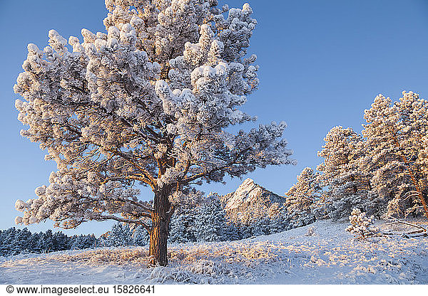Pine tree and Flatirons in snow at sunrise above Boulder  Colorado
