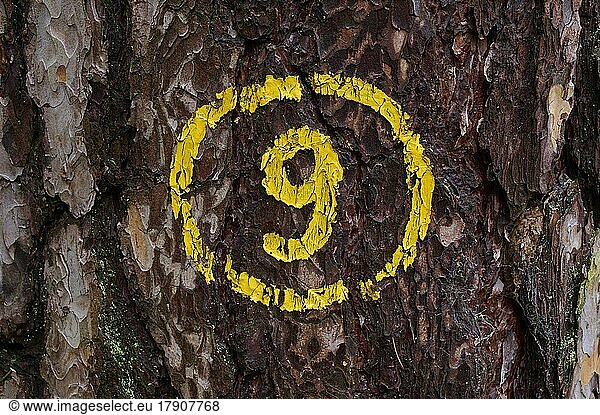 Pine tree bark with yellow number 9  Odenwald  Hesse  Germany  Europe