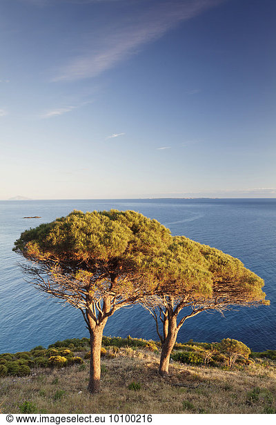 Pine trees by the sea  near Pomonte  Elba  Province of Livorno  Tuscany  Italy  Europe
