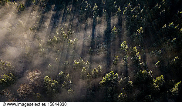 Pine trees cut lines in the morning fog