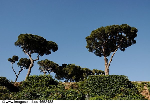 Pine Trees in Rome