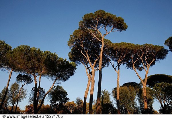 Pine trees in the Villa Borghese,  Rome. Italy.