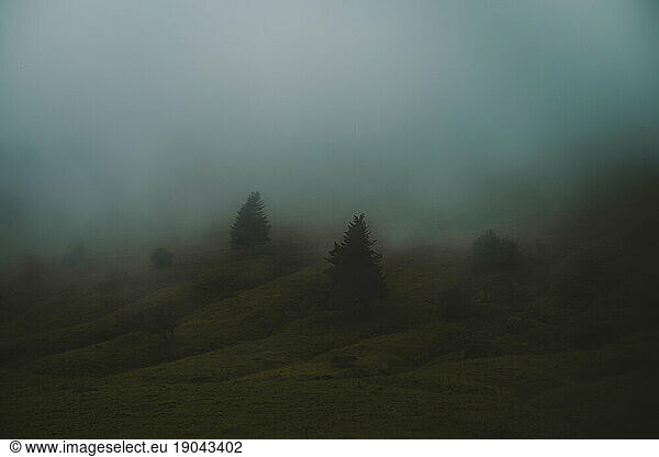 Pine trees on a hill in the mist