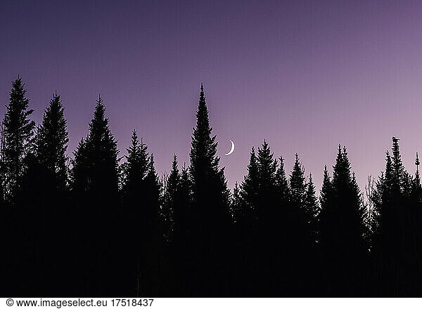 pine trees silhouetted against purple sky with rising crescent moon