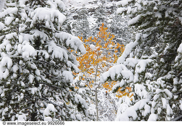 Pine trees with snow laden boughs  and a small aspen tree with vivid orange leaf colour.