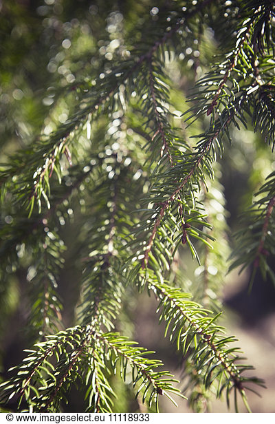 Pine twigs  close-up
