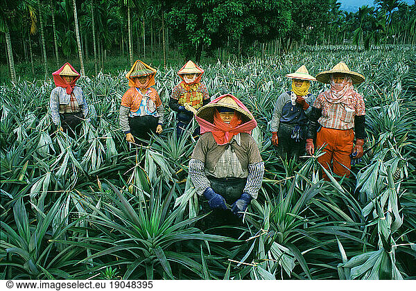 Pineapple farm  female workers