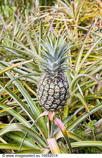 Pineapple Growing in a Garden in Hawaii