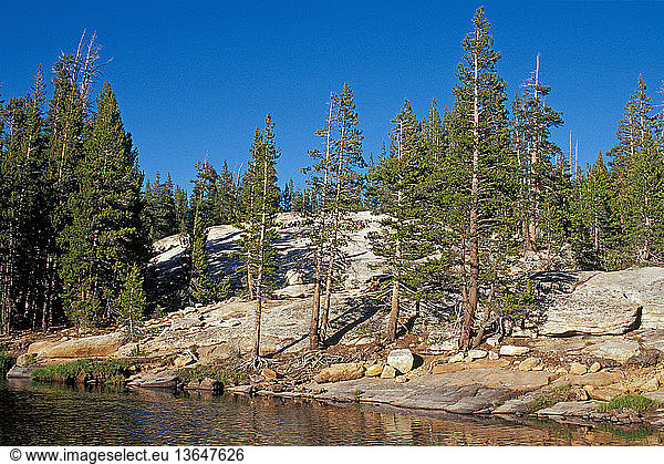 Pines and Tuolumne River.Yosemite National Park  California.