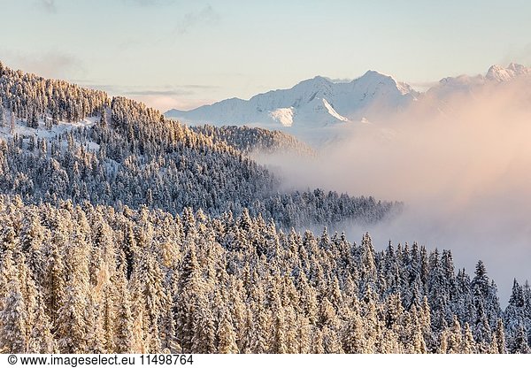 Pines covered in snow and Dolomites on the background. Passo delle Erbe  Bolzano  Trentino Alto Adige - Sudtirol  Italy  Europe.