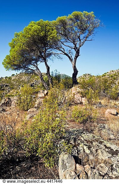 Pines in Alcornocoso hill Cadalso de los Vidrios Madrid Spain