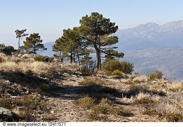 Pines in Raven cliiff and Five Villages Valley on the background. Sierra Aguda. Avila. Spain