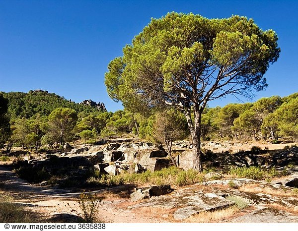 Pines in the Peña Muñana Cadalso de los Vidrios Madrid Spain