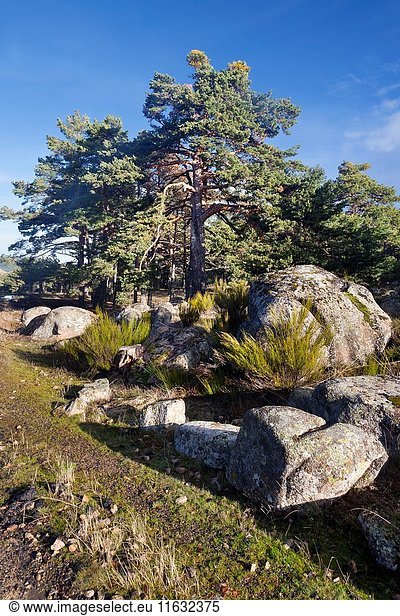 Pines in the Sierra de Malagon. Peguerinos. Avila. Castilla Leon. Spain. Europe.