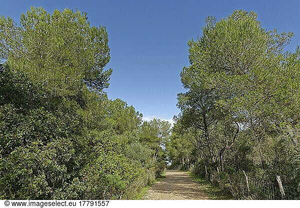 Pines (Pinus)  on the way to the coast  Finca Son Real  Mallorca (Majorca)  Balearics (Balearic Islands)  Spain  Europe