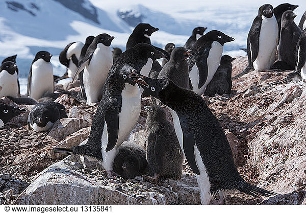 Pinguine im Winter auf Felsen