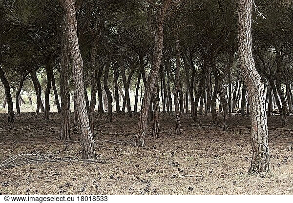 Pinie  Italienische Steinkiefer  Mittelmeerkiefer  Schirmkiefer  Kieferngewächse  Looking through stone pine trees  Coto Donana  Spain