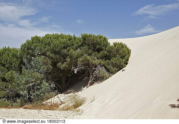 Pinie  Italienische Steinkiefer  Mittelmeerkiefer  Schirmkiefer  Kieferngewächse  Stone pine trees are engulfed by the moving sand dunes of the Coto Donana  Spain