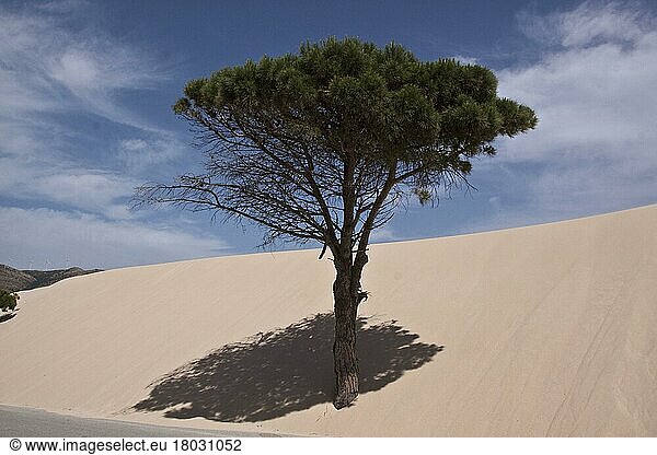 Pinie  Italienische Steinkiefer  Mittelmeerkiefer  Schirmkiefer  Kieferngewächse  Stone pine trees are engulfed by the moving sand dunes of the Coto Donana  Spain