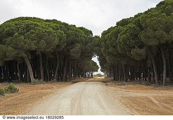 Pinie  Italienische Steinkiefer  Mittelmeerkiefer  Schirmkiefer  Kieferngewächse  Stone pines trees line the road to the Palacio  the research station of the Coto Donana National Park  Andalusia  Spain