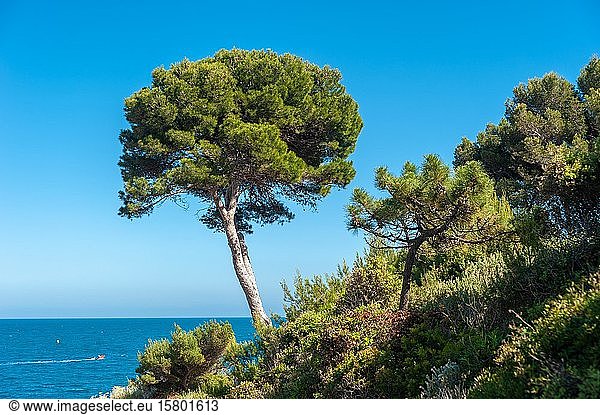 Pinie (Pinus pinea) am Cap du Dramont  Saint-Raphael  Var  Provence-Alpes-Cote d'Azur  Frankreich  Europa
