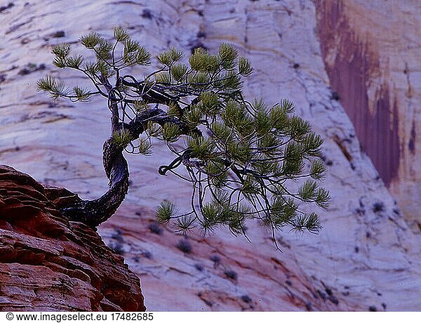 Pinie (Pinus pinea) am Felsrand  Zion-Nationalpark  Utah  USA  Nordamerika