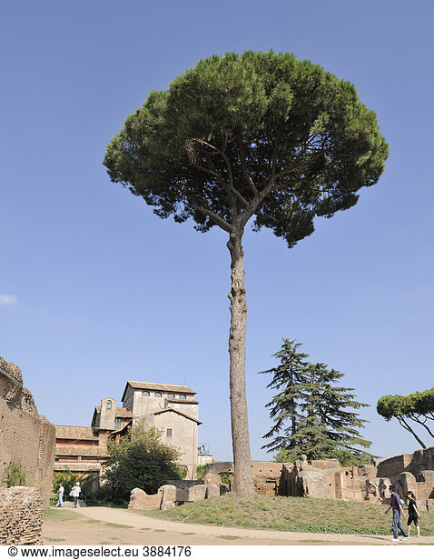 Pinie zwischen Ruinen auf dem Palatin,  Rom,  Latium,  Italien,  Europa