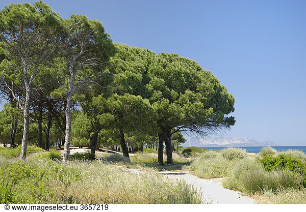 Pinien (Pinus Pinea) auf Sanddüne am Meeresstrand  Santa Anna  Pineta Sardinien  Italien  Europa