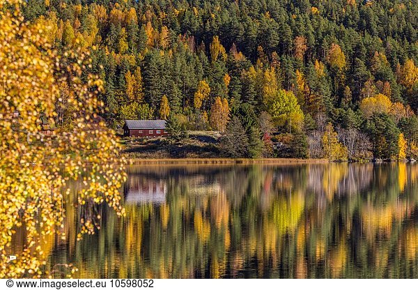 Pinien und Hütte im See  Kolbotn  Norwegen