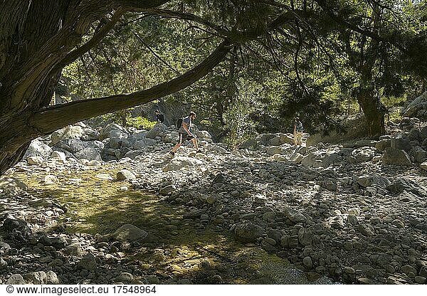 Pinien  Wanderweg  Samaria Schlucht  Kreta  Griechenland  Europa