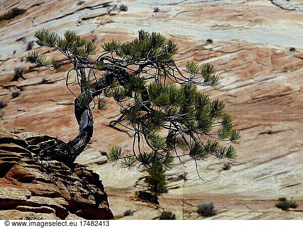Pinienbaum vor Felswand  Zion Nationalpark  Utah  USA  Nordamerika