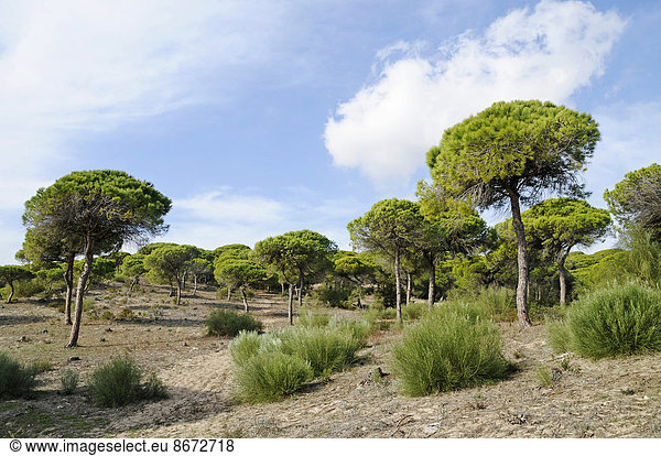 Pinienwald,  Naturpark La Breña y Marismas del Barbate,  Barbate,  Provinz Cadiz,  Costa de la Luz,  Andalusien,  Spanien