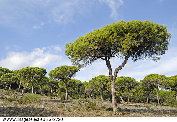 Pinienwald  Naturpark La Breña y Marismas del Barbate  Barbate  Provinz Cadiz  Costa de la Luz  Andalusien  Spanien