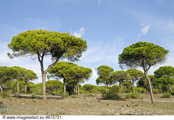 Pinienwald Naturpark La Breña y Marismas del Barbate Barbate Provinz Cadiz Costa de la Luz Andalusien Spanien